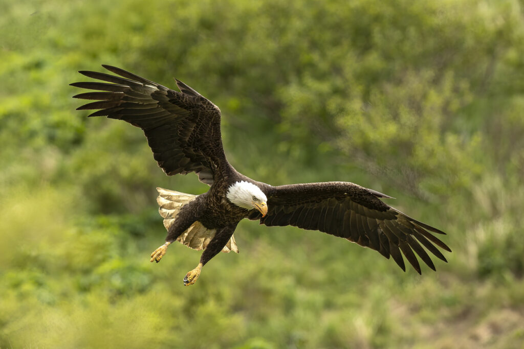 bald eagle